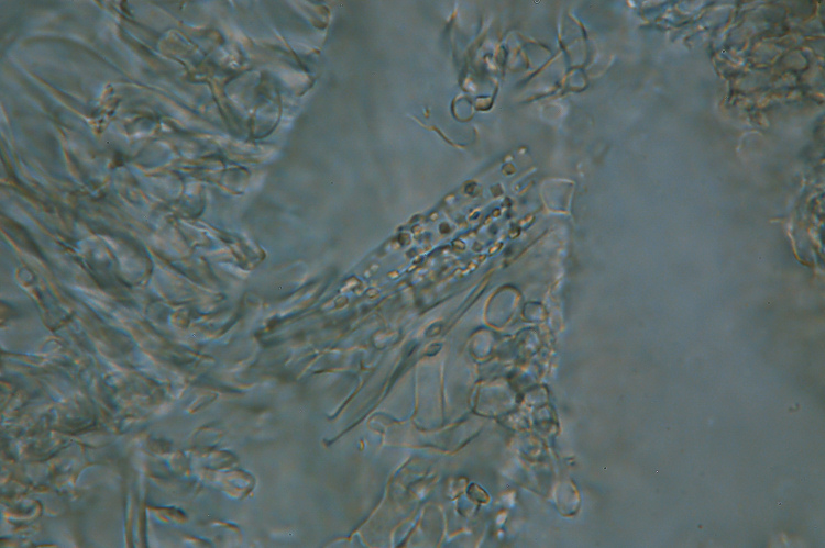 Crosta dubbia - foto 5524 (Hyphodontia gossypina?)
